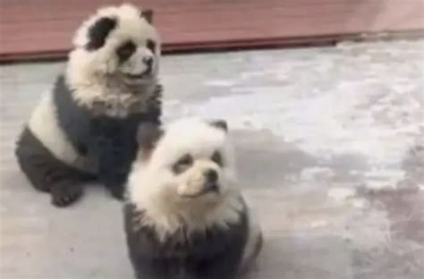 panda truffa